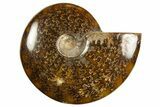 Polished Ammonite (Cleoniceras) Fossil - Madagascar #344296-1